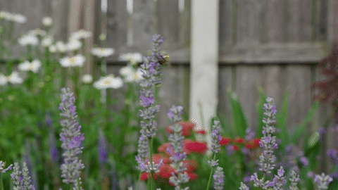 GIF of bee in a native plant garden pollinating flowers