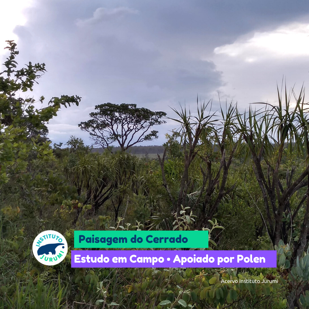 Paisagem no Cerrado