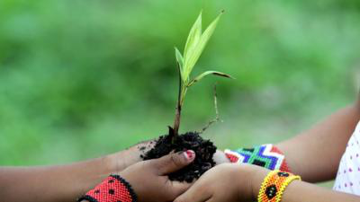 6720 árvores plantadas