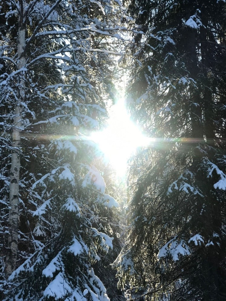 Auringonvaloa lumisten puiden välissä.