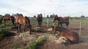 Viisi hevosta laitumella neljällä eri lohkolla syömässä kuiva heinää, yksi neljästä syö makuullaan, loput seisovat.
