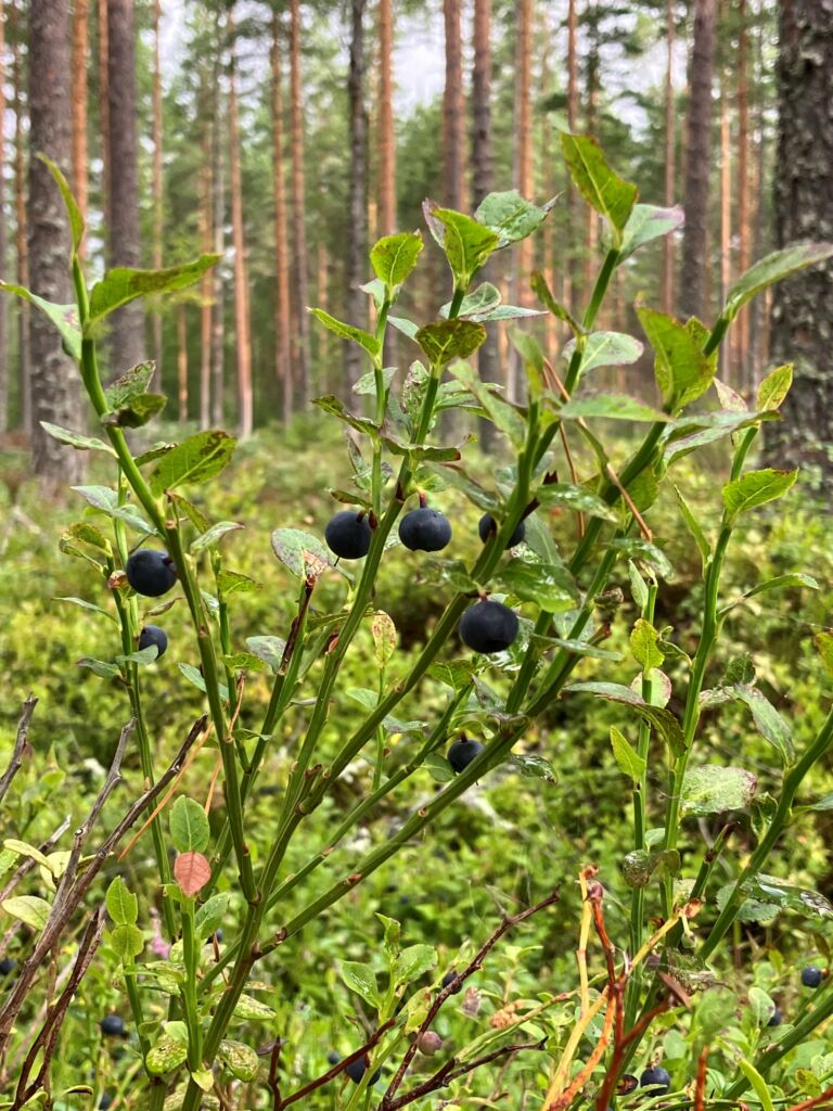 Mustikanvarpuja kuvattuna lähietäisyydeltä.