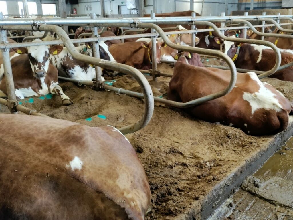 Lehmiä makaamassa parressa.