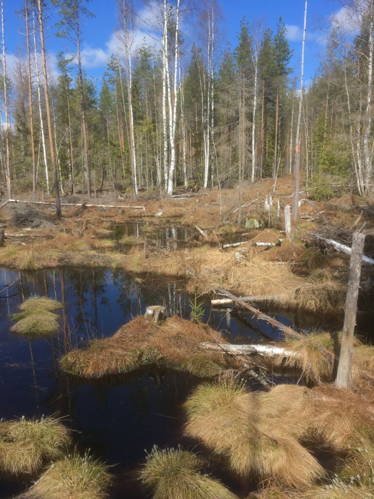 Suon ennallistamiskohde metsässä.