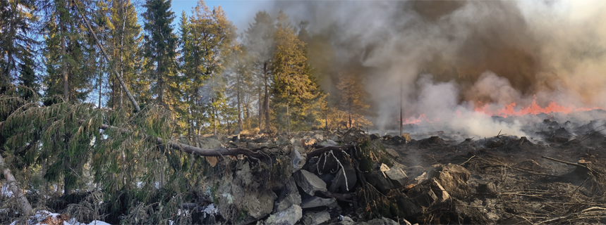 Tekoälyllä kahdesta kuvasta yhdistetty kuva. Vasemmalla kulotattavaa metsää ja oikealla myrskyn kaatama kuusi.