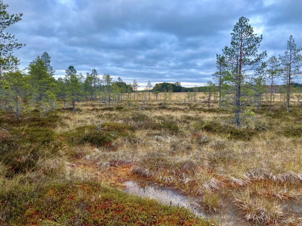 Soistunut vesijättömaa
