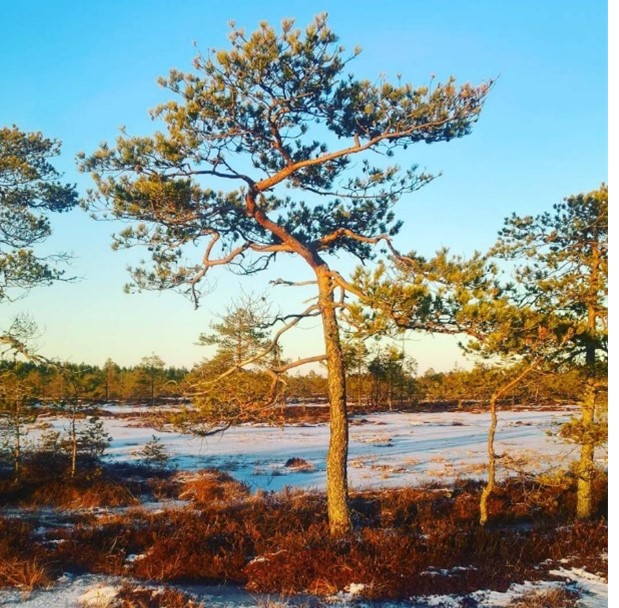 Korkianevan keidassuota.