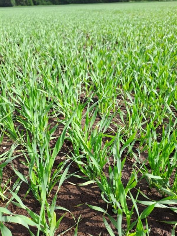 Orastuvaa viljaa pellolla, kylvörivit