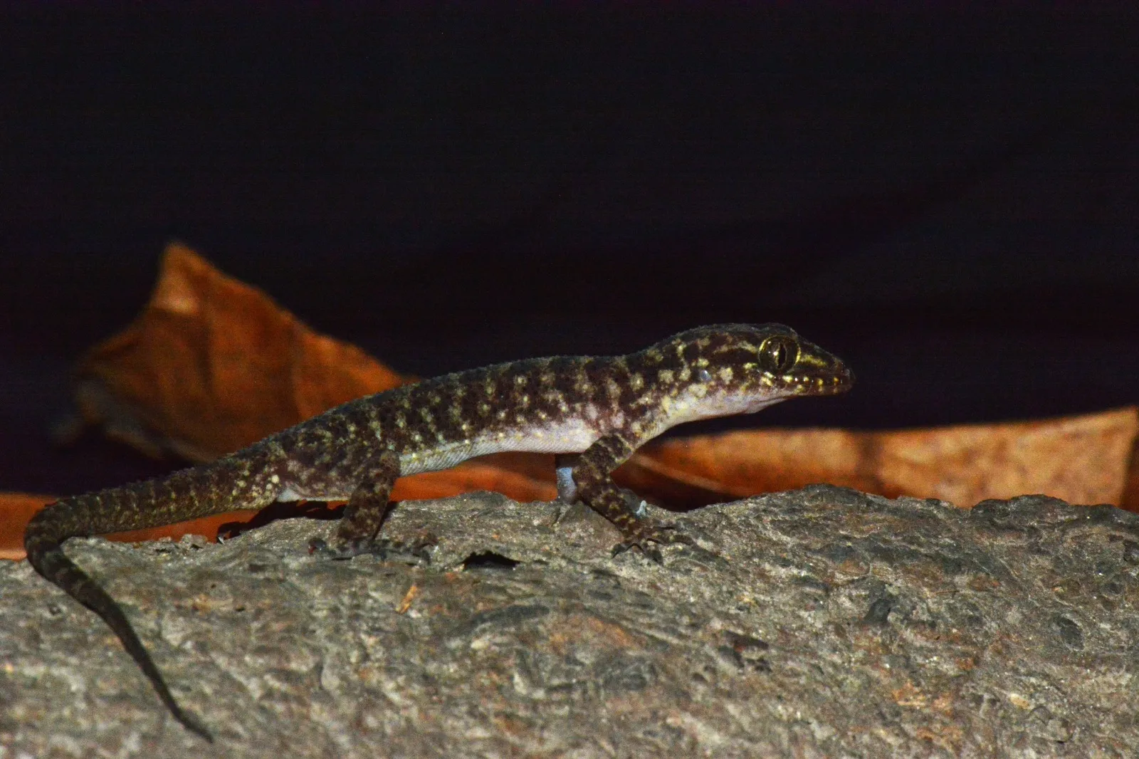 BRIN Discovers New Species of Gecko from East Java