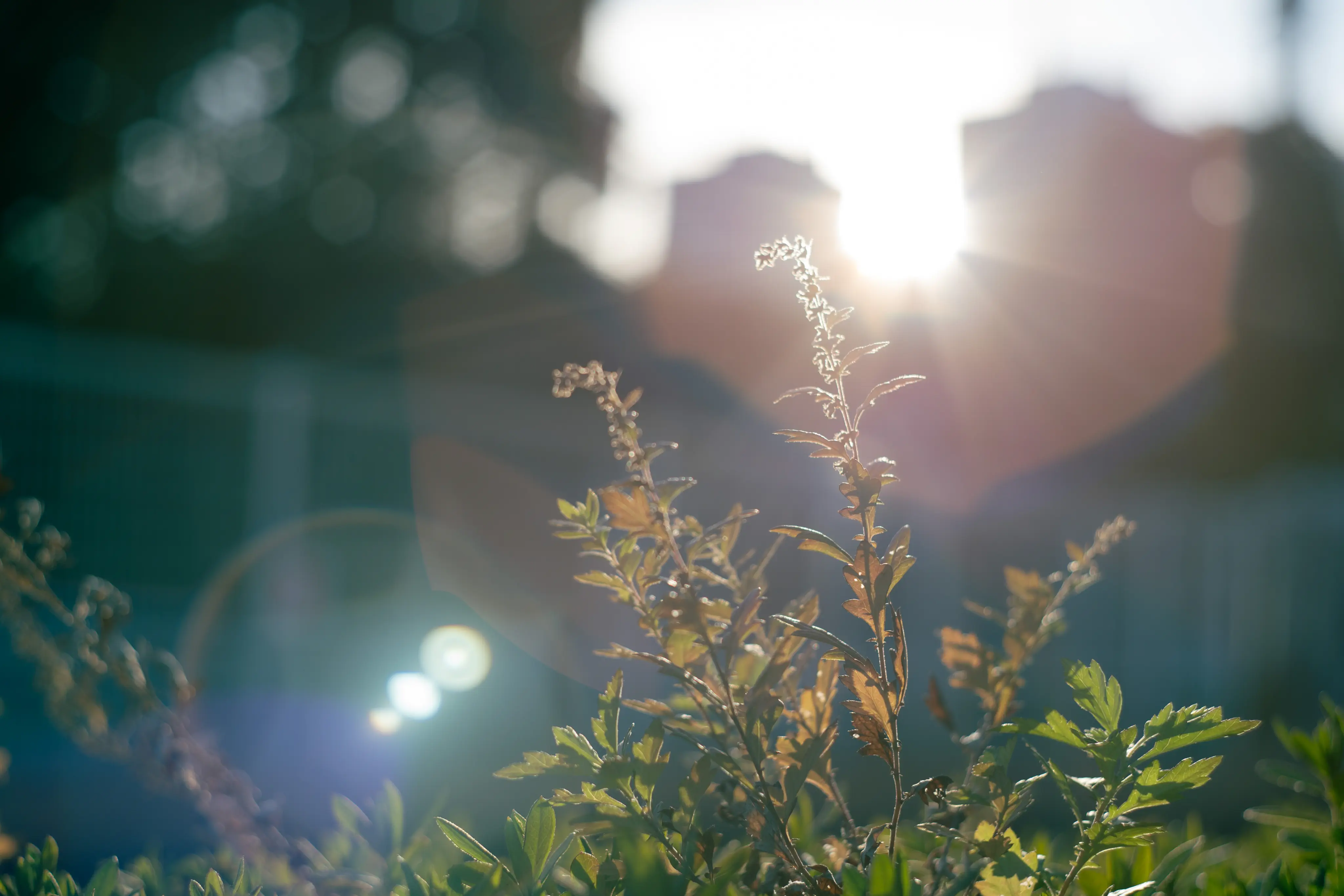 スーパータクマー Super-Takumar 55㎜ F1.8 後期型 作例掲載 - レンズ