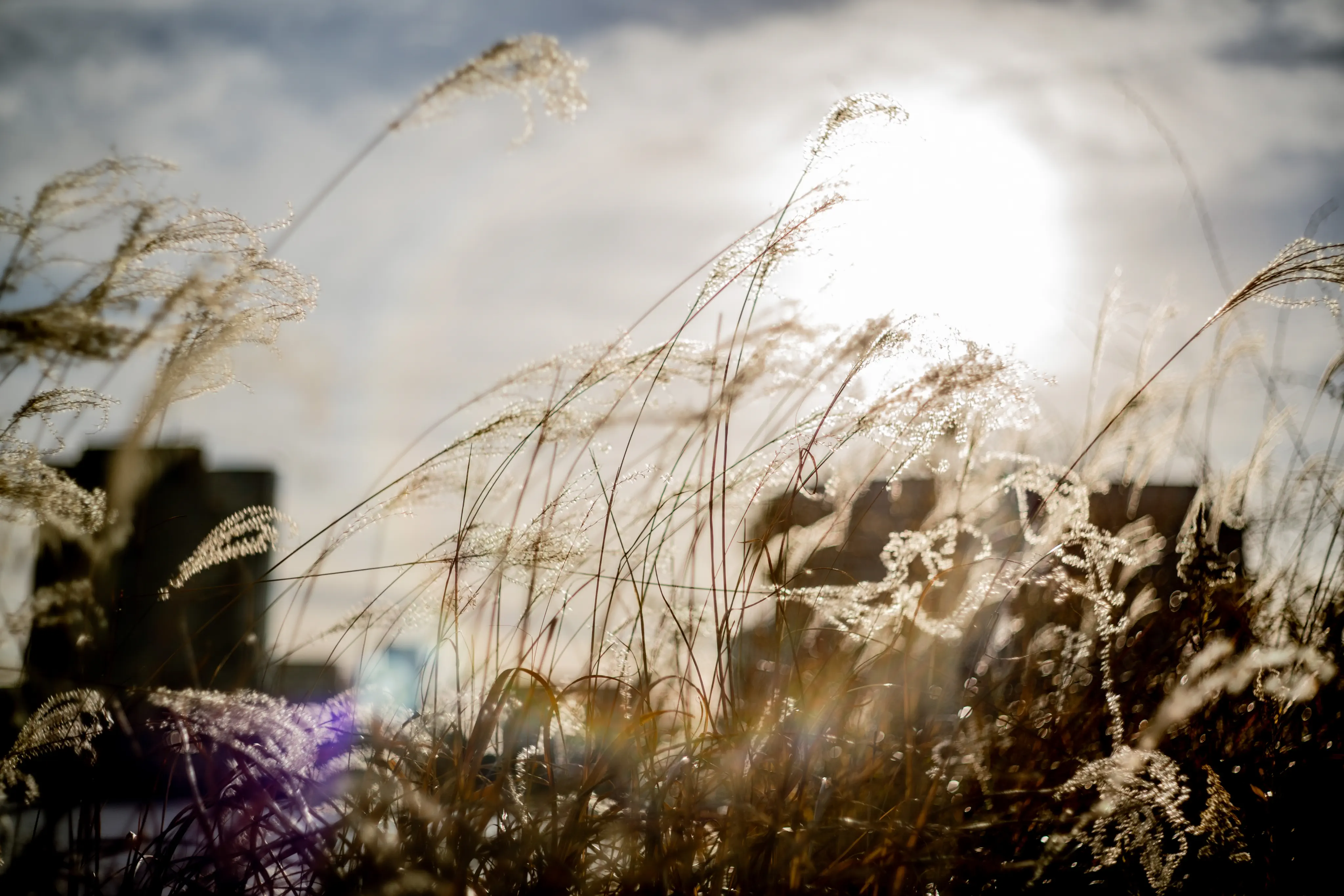 super-takumar 55mm F1.8 オールドレンズ