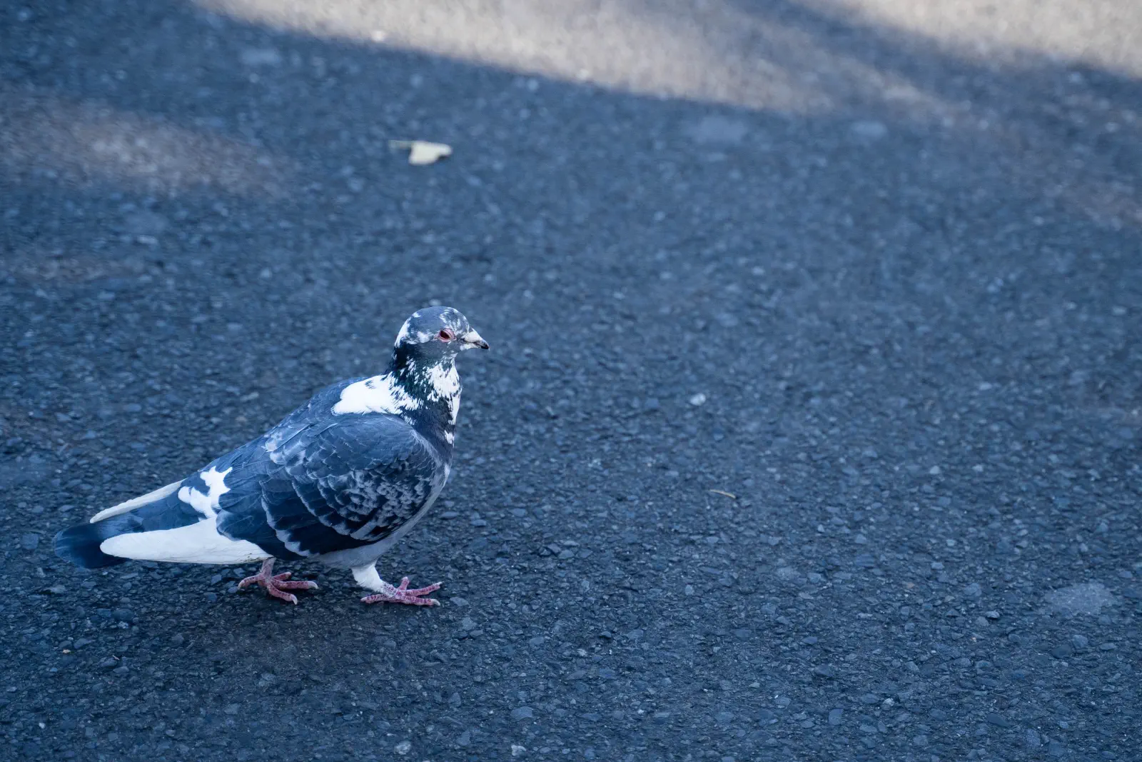 鳩。割とクロップ。