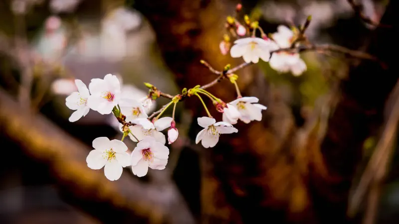 一歩のあいだだけ、花は目線より低くなる