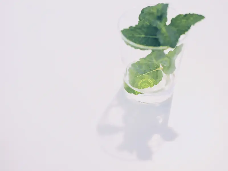 水面より上で、葉の影だけが先に揺れた