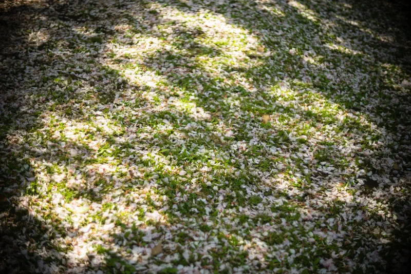 光の斑だけが、地面の花をもう一度ほどいた