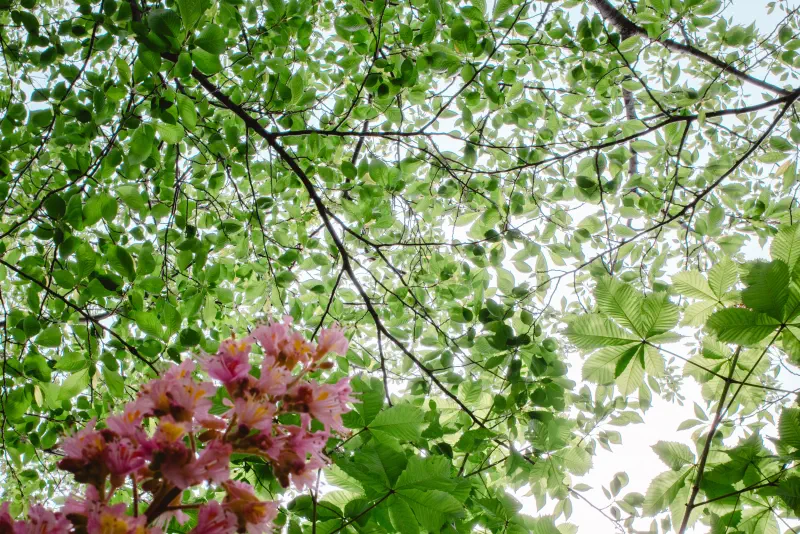 花より先に、葉の隙間から空が見えた