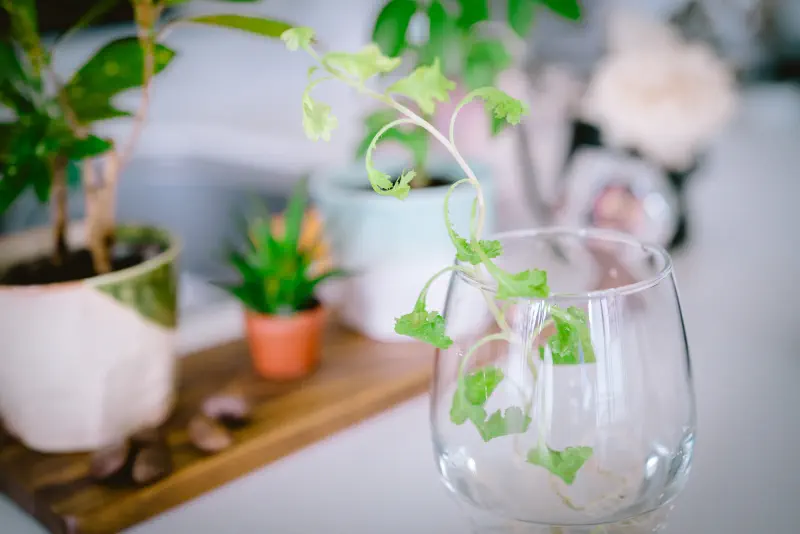 透明な器の縁を越えて、細い茎が外へ伸びた