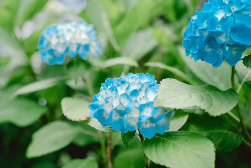 小さな違いを集めて、花は一つの青に見えた