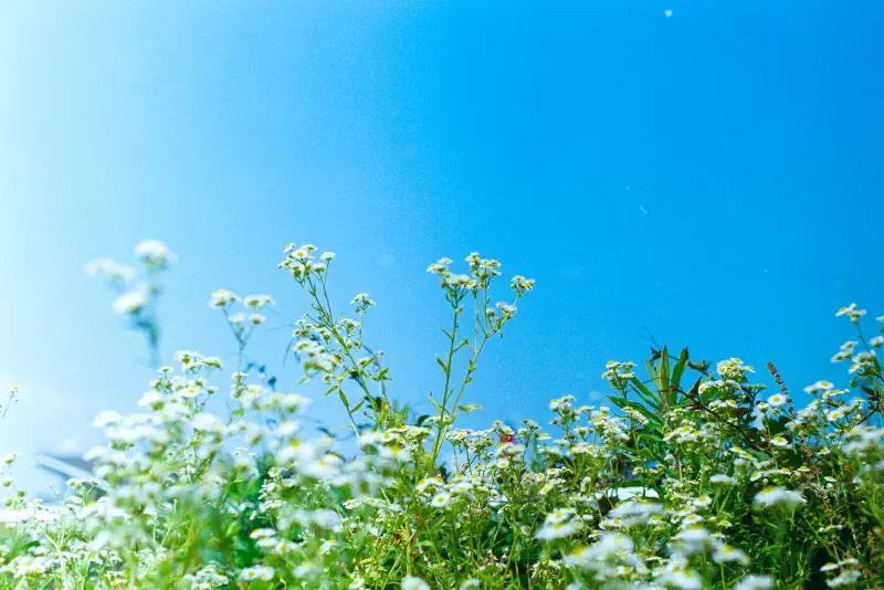 小さな花の上に静かに広がる青い余白