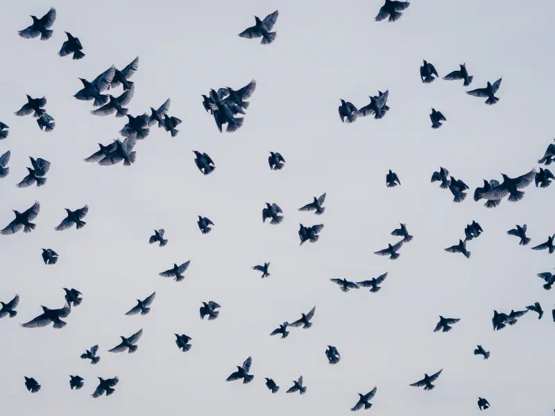 明るい空を横切っていく鳥の群れ