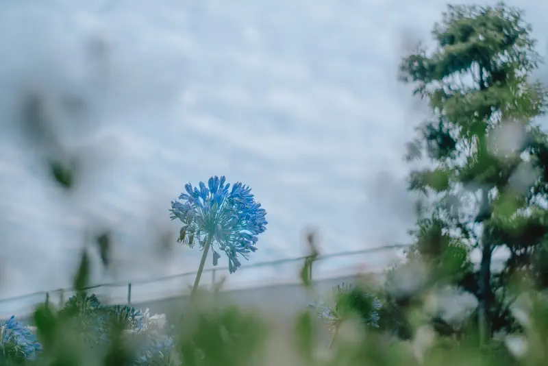 雨粒の向こうで静かに咲く青い花