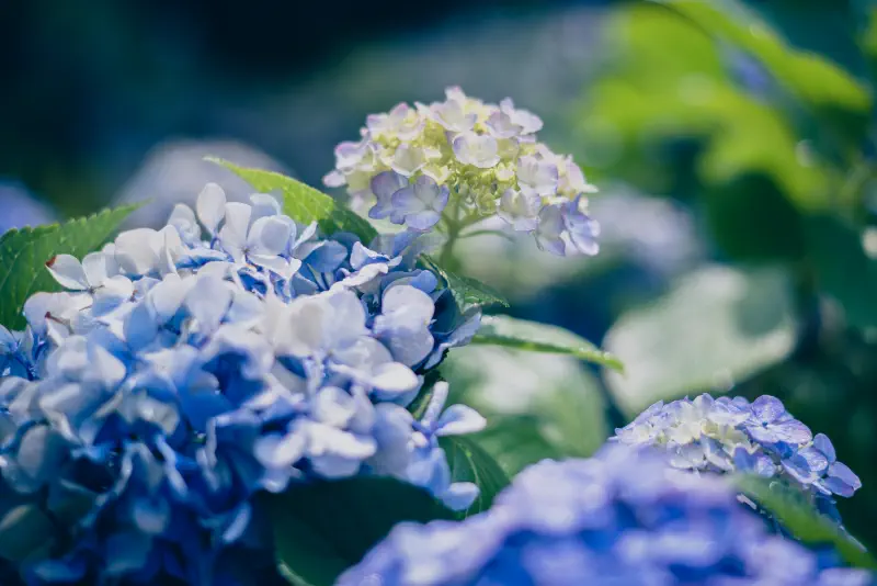 濃い緑の中で混じり合う青と白の花