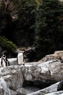 よこはま動物園ズーラシアに行った