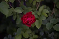 薔薇