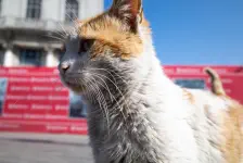 🇹🇷旧市街の海沿いを歩く・インスタンブールからドーハへトランジットで移動 / 世界一周159日目