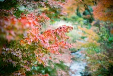 來宮神社・熱海梅園 / 2020年12月8日