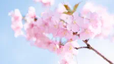 寒桜 / 2021年2月23日