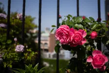 アメリカ山公園～港の見える丘公園の薔薇 / 2021年5月4日