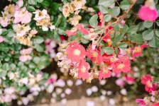 久しぶりのスカンディア・散り際の山下公園の薔薇 / 2021年5月21日