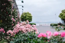 久しぶりのスカンディア・散り際の山下公園の薔薇 / 2021年5月21日