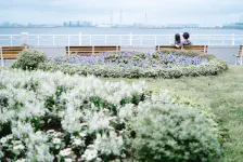 久しぶりのスカンディア・散り際の山下公園の薔薇 / 2021年5月21日