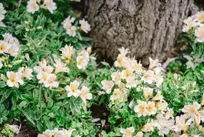 久しぶりのスカンディア・散り際の山下公園の薔薇 / 2021年5月21日