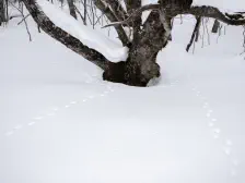 楽しすぎた大沼公園のスノーサファリ / 2022年1月29日