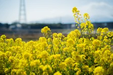 東那須野公園・蜂巣小珈琲店・五峰の湯 / 2022年4月9日