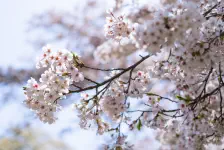 烏ケ森公園でお花見 / 2022年4月10日