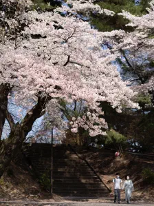 烏ケ森公園でお花見 / 2022年4月10日