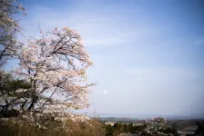 Potironのコルドンブルー・那珂川河畔公園の桜・高久愛宕山公園 / 2022年4月11日