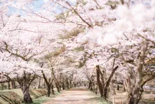 南湖公園の桜・小峰城・あずま食堂 / 2022年4月12日