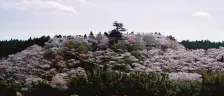 桜ヶ城・春のPARADIS / 2022年4月13日