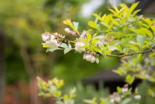 雨の散歩・麦ぼうし・蕗薹筍虹鱒 / 2022年5月7日