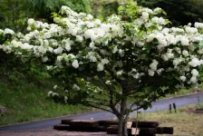 雨の散歩・麦ぼうし・蕗薹筍虹鱒 / 2022年5月7日