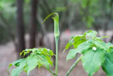 雨の散歩・麦ぼうし・蕗薹筍虹鱒 / 2022年5月7日