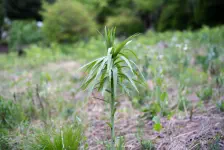 雨の散歩・麦ぼうし・蕗薹筍虹鱒 / 2022年5月7日