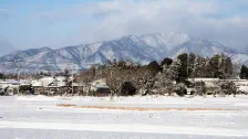 輝きの草 / 2023年1月26日