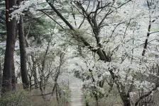 烏ケ森公園での花見 / 2023年4月1日