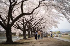 那珂川河畔公園の桜・ストレスレス®トーキョー / 2023年4月2日